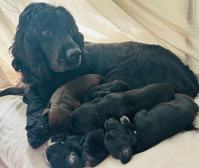 Cockapoo (5 girls left) 