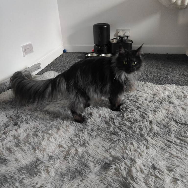 Black Smoke European Mainecoon Cat