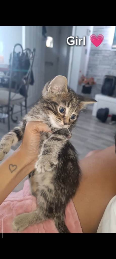 3 Adorable girl Kittens – 9 Weeks Old