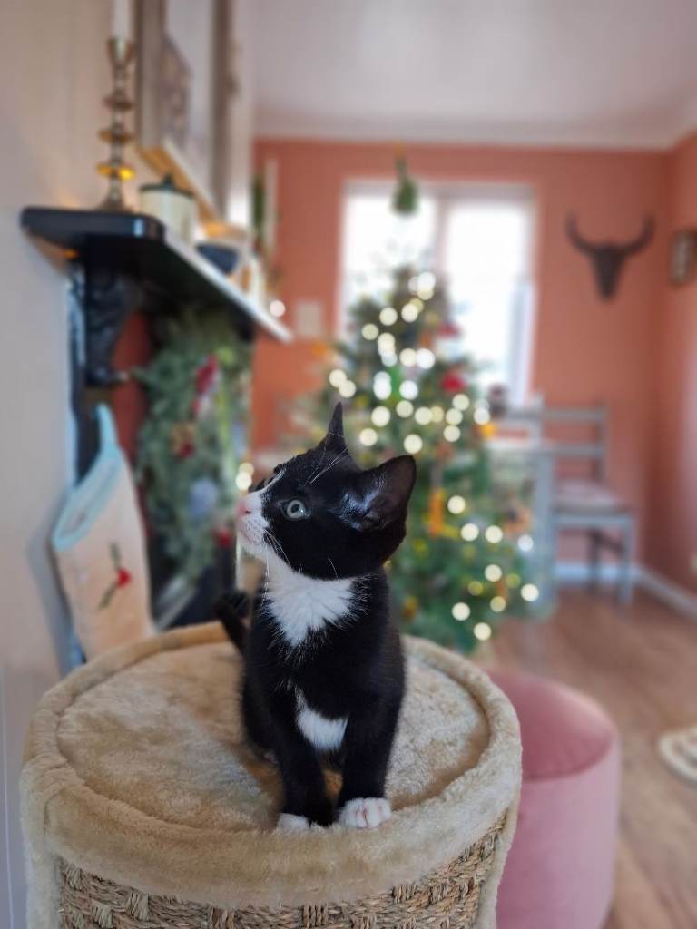 Beautiful girl kitten