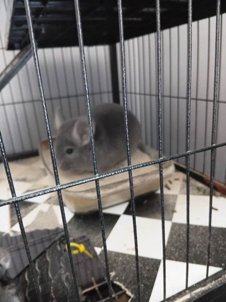 2 Chinchilla 