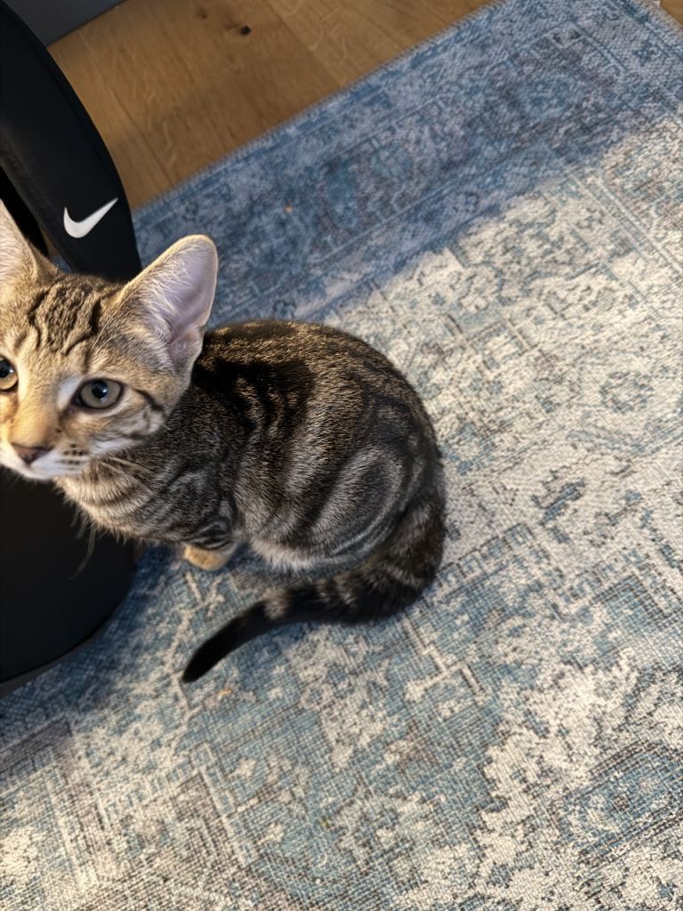 Affectionate Bengal Kittens – Family-Friendly & Ready for Loving Homes!”