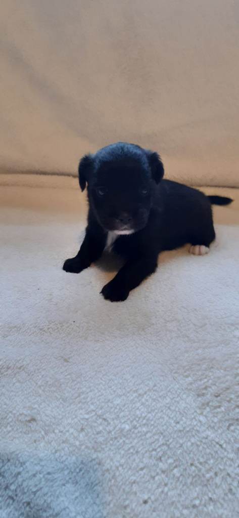 Shih Tzu / Jack Russell  Pups READY TO GO