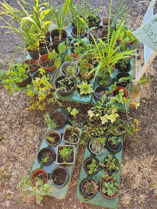 Trays of  shrubs, herbs, rockery hardy roots grasses . £1.00 each  