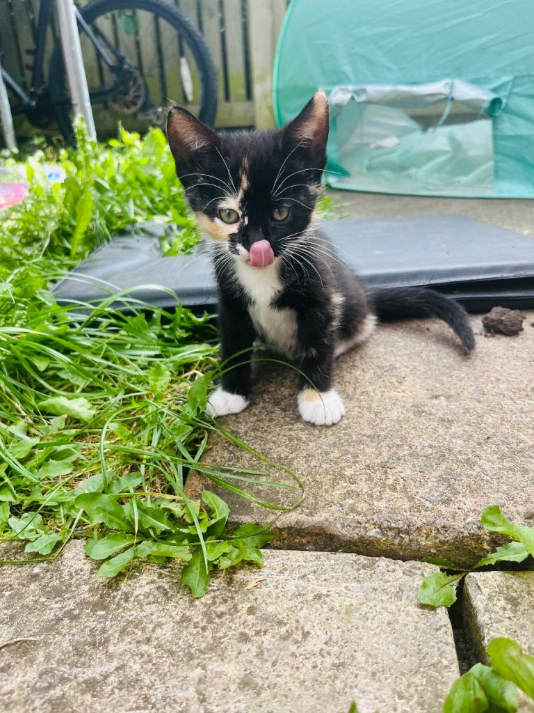 3 beautiful mix breed kittens ready too leave now!!