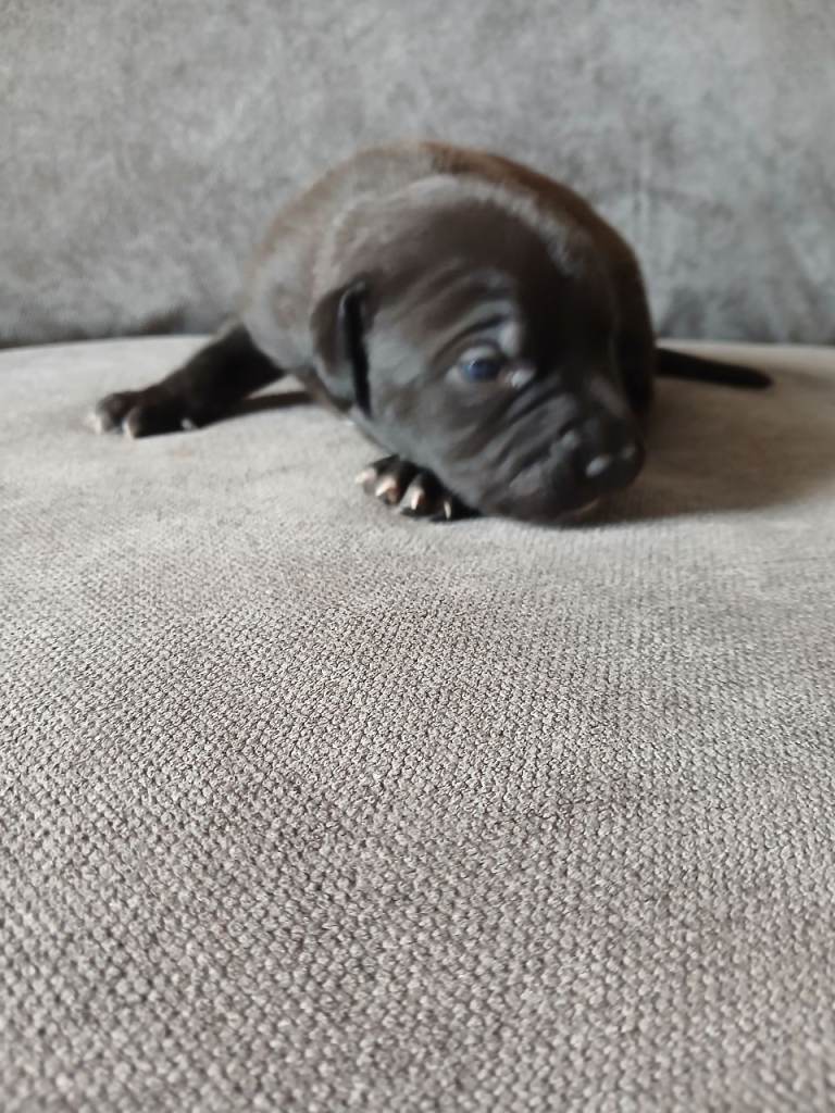 Female staffie pup 