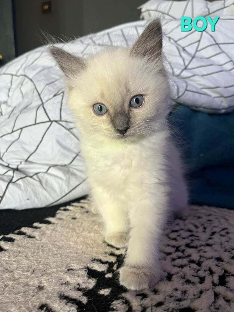 Beautiful Ragdoll kittens 