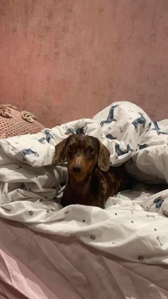 Friendly dachshund 