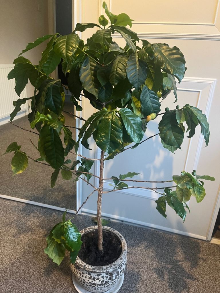 Coffee plant (no pot) 30 cm