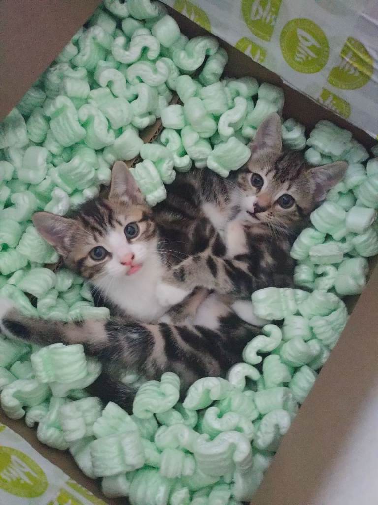  Adorable Tabby and White Kitten boy