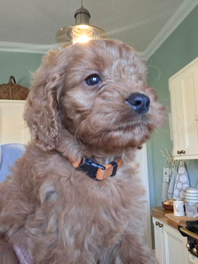 Gorgeous F1 Toy Cockapoo puppies 