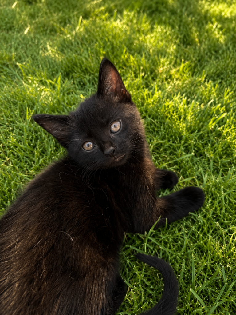 🐾 5 Adorable Kittens Looking for Loving Homes 🏡