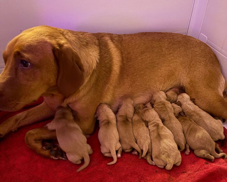 Fox Red Labrador Puppies