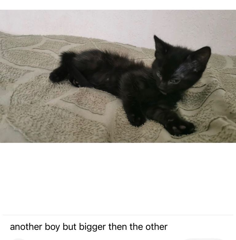 Kittens