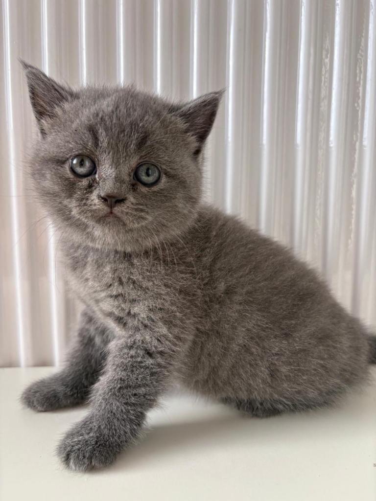 Kitten British short hair 