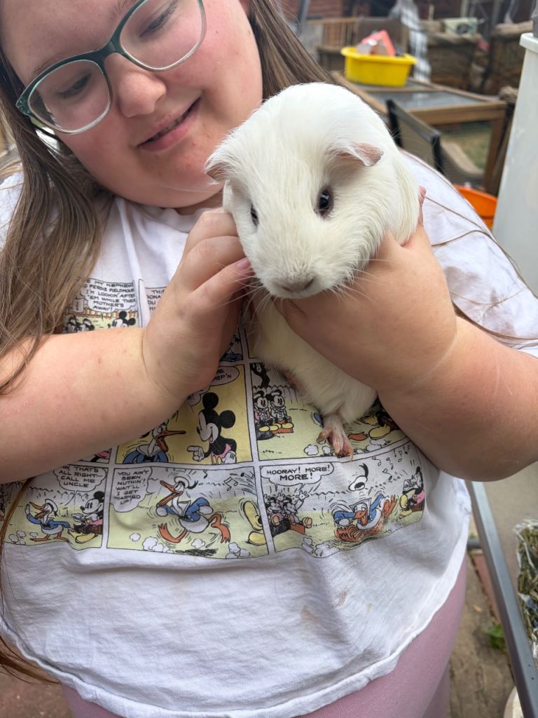 Male guinea pigs 