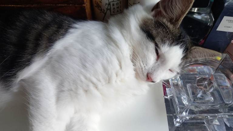 4 month old kittens for sale
