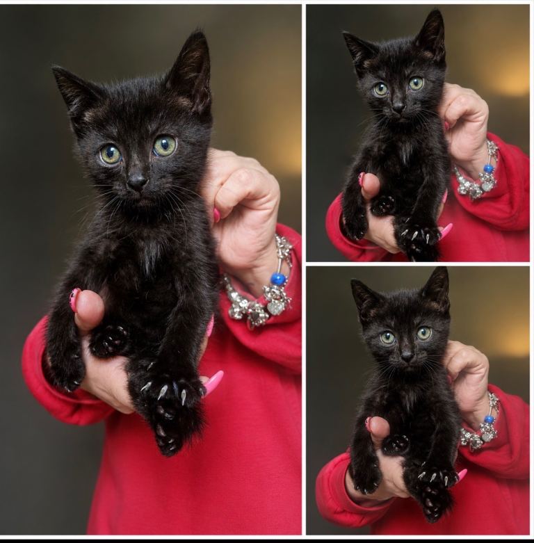 Male kitten- ready to go