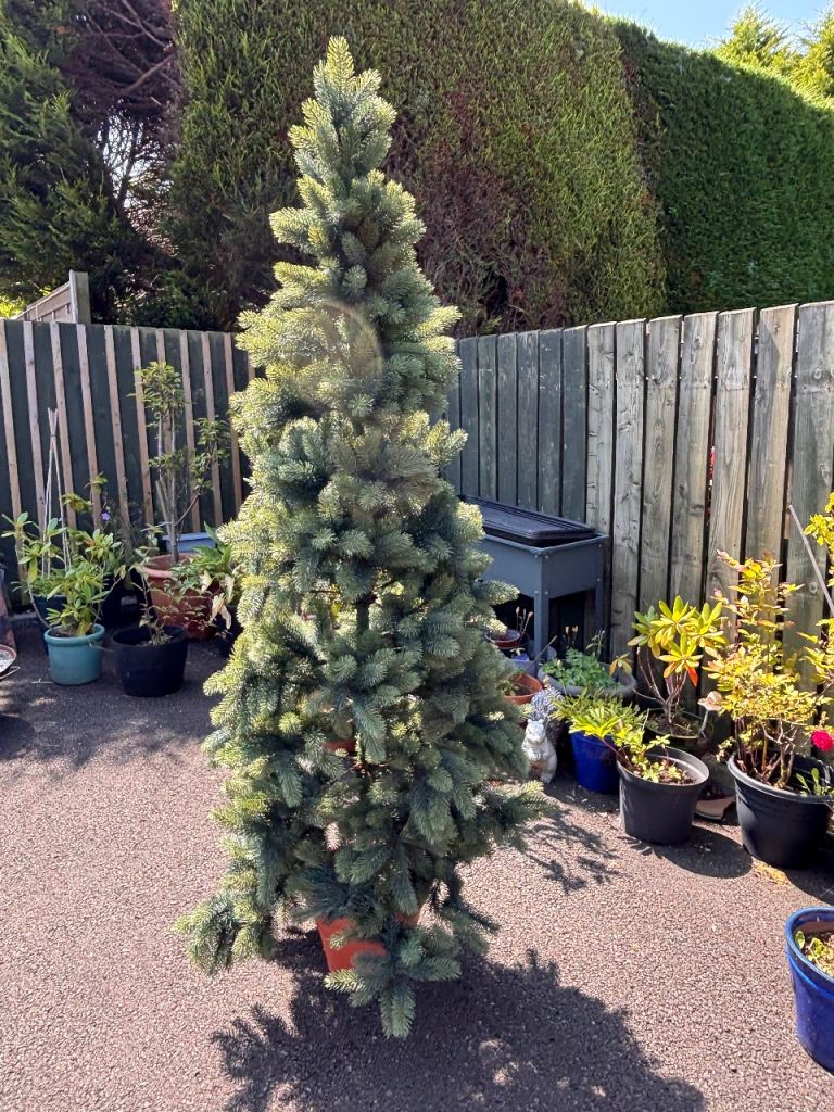 6 foot ex window display Next Christmas tree