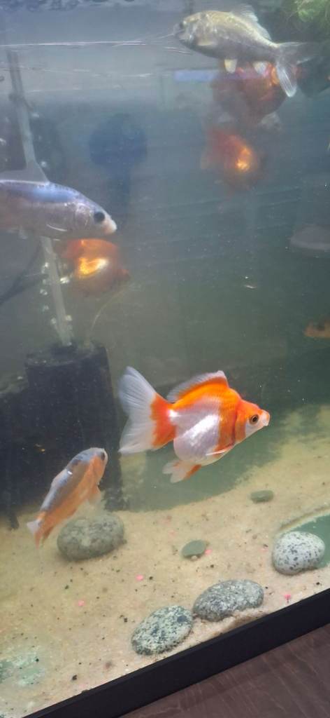 Fancy goldfish x 4.  ( 2 LEFT NOW)