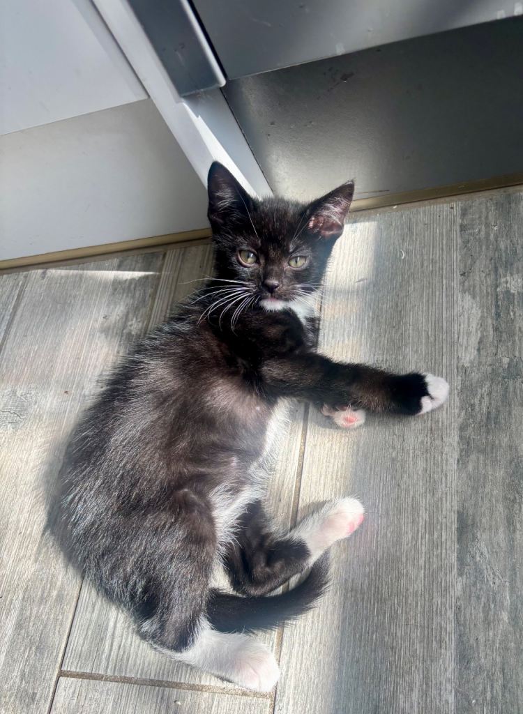 Beautiful Male Kitten 🐈‍⬛🐈‍⬛🐈‍⬛