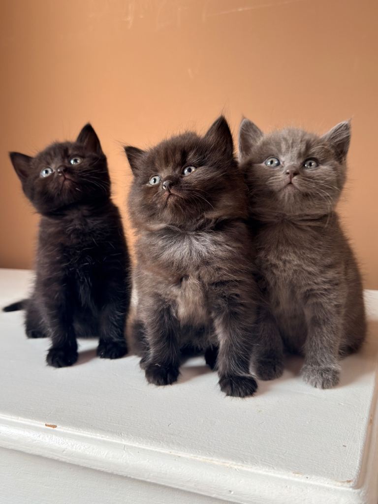 British shorthair cross 
