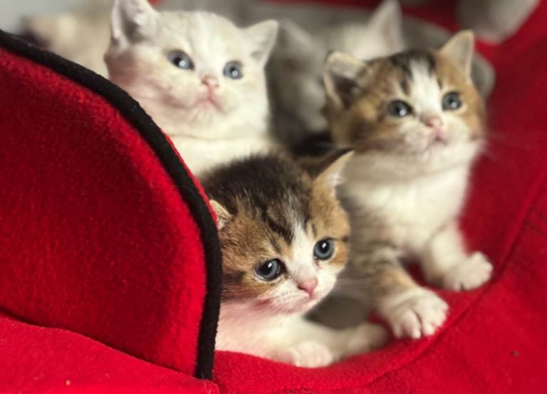 full pedigree British shorthair kittens
