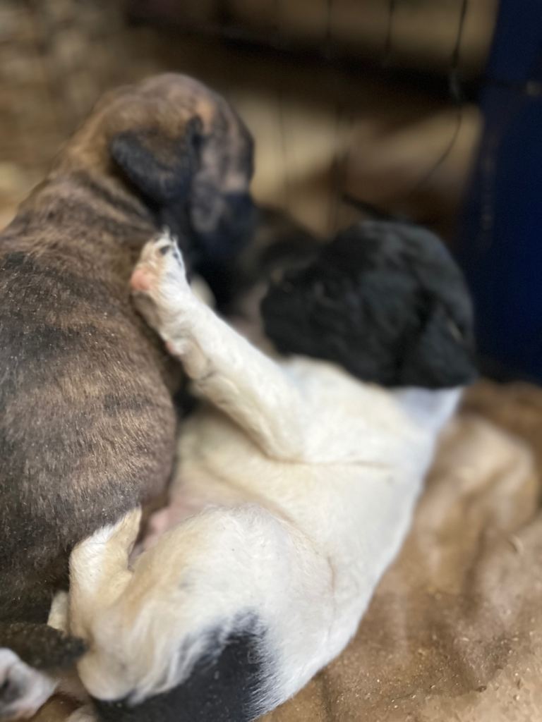 Stunning litter Jack Russel x border terrier puppies 
