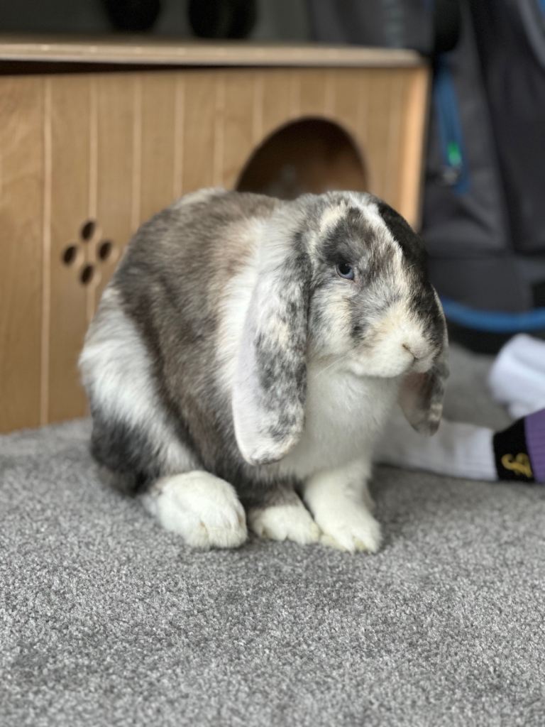 Robbie- male English lop