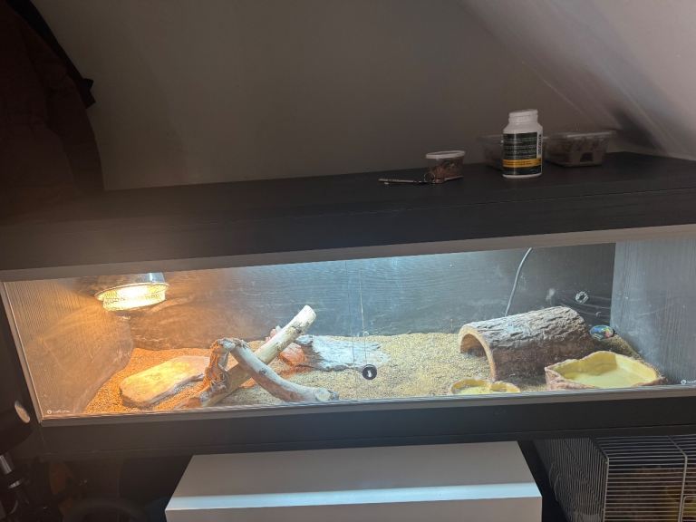 Black large viv and accesories