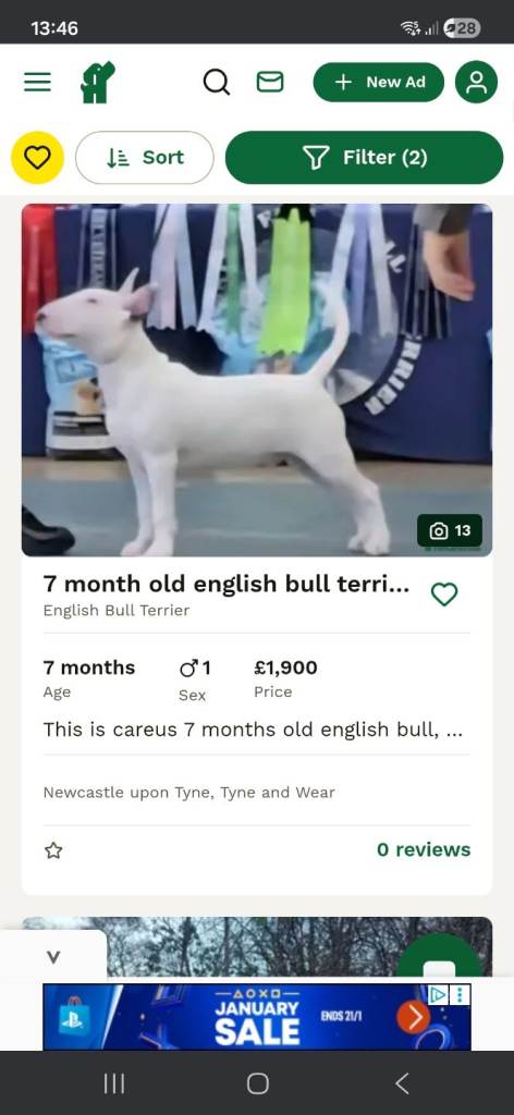 Champion sired english bull terrier 