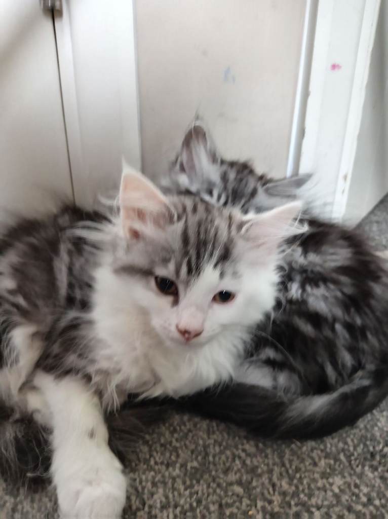 Mixed Race Norwigen Forest Kittens