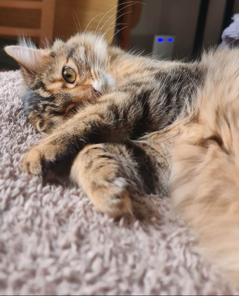 Cuddly and loving cat 