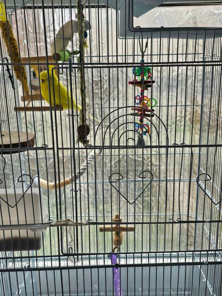young yellow Budgie with Cage with Accessories
