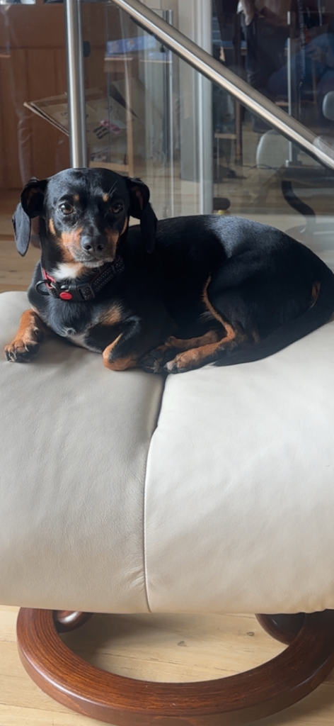 Dachshund cross ❌ PLEASE READ DESCRIPTION ❌ 