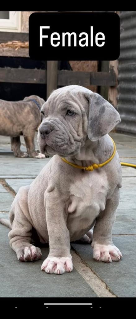 Neapolitan x cane corso pups