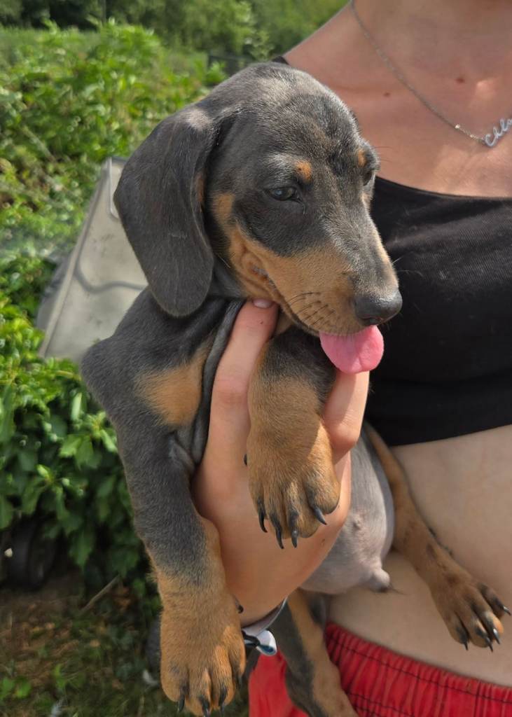 For Sale Miniature Dashunds only 1 boy and 1 girl left
