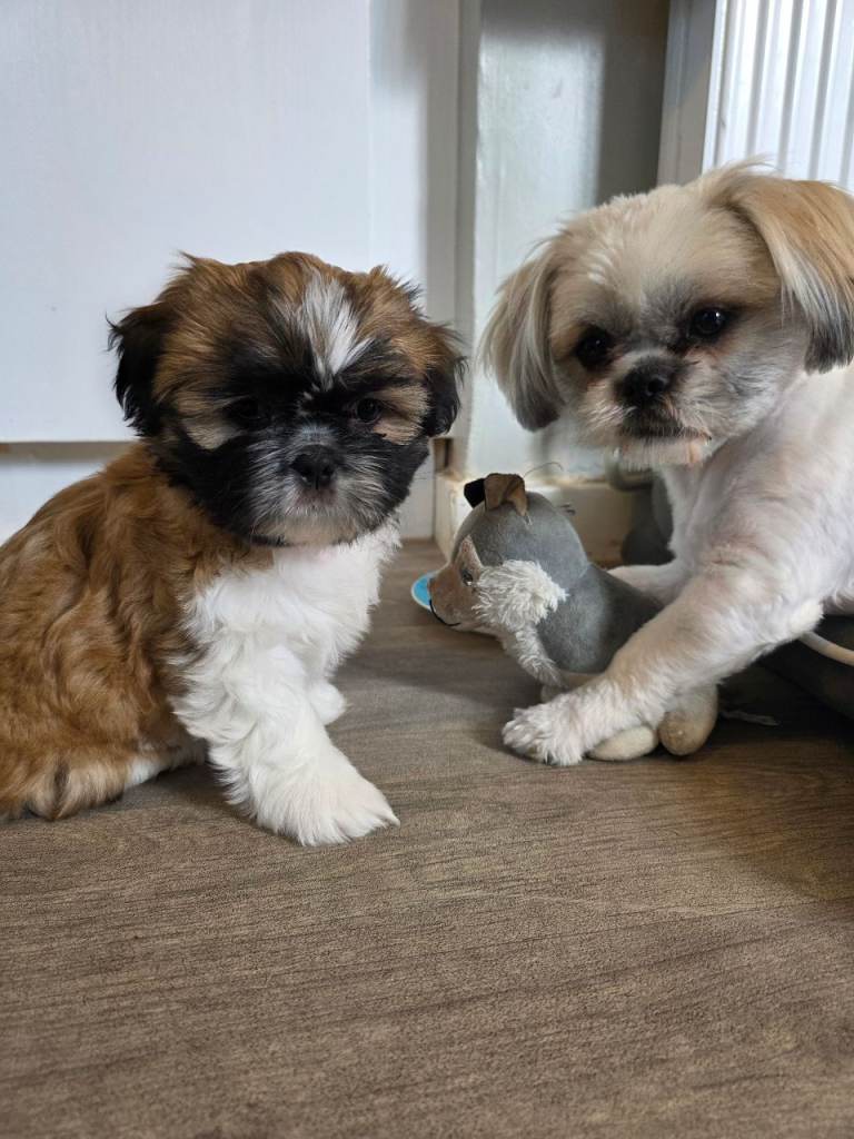 Shih tzu puppies