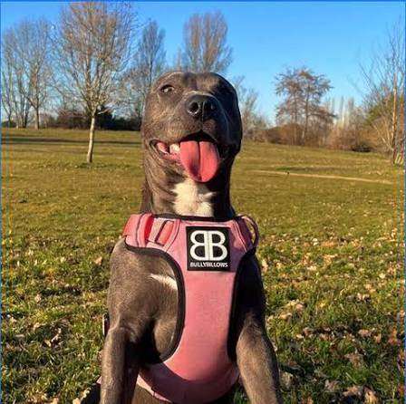 BullyBillows Pink/Silver Working Dog Harness Size XL Adj Padded Reflective
