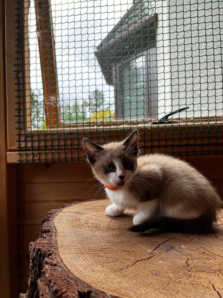 Beautiful Ragdoll x kittens ready to leave 