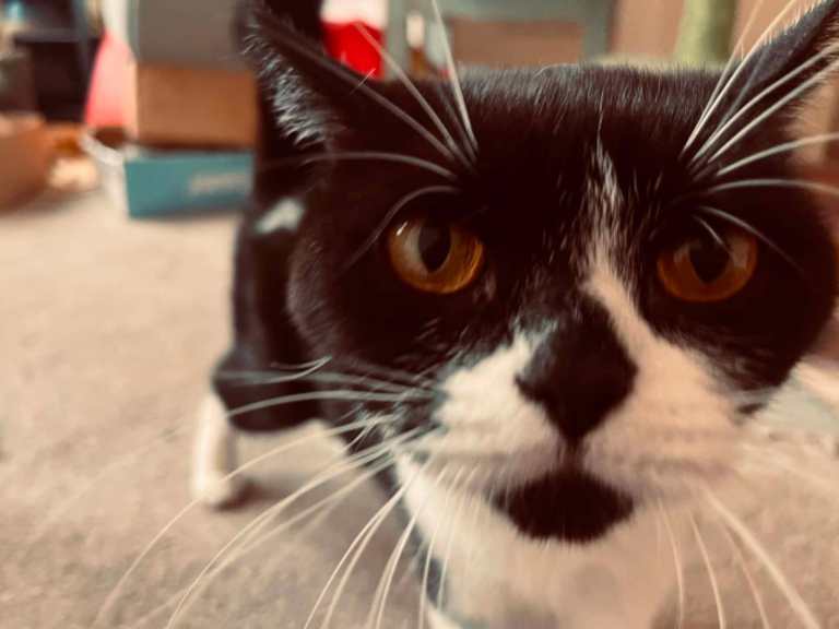 GCCF Active British Shorthair Female – 6 Years Old – Loving Home Wanted