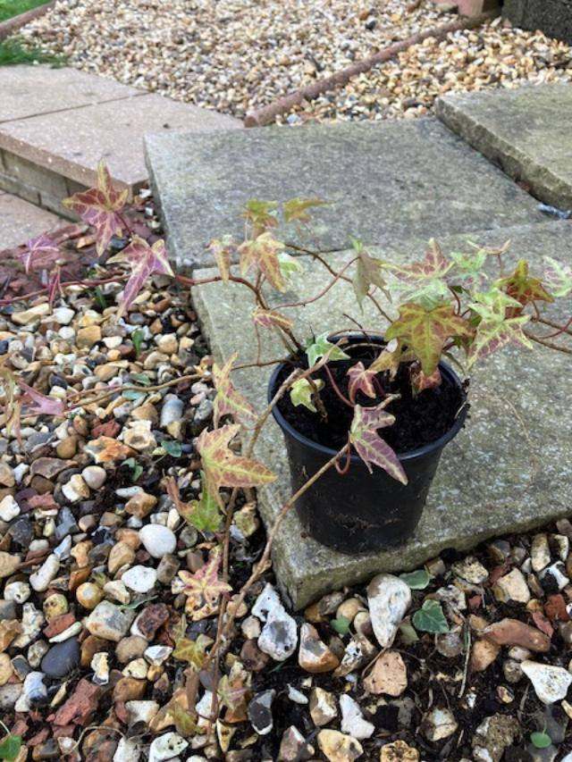 several small pots of Ivy ideal for hanging baskets or pots £2.50 each