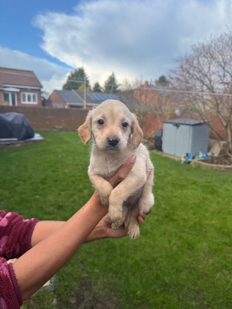 Beautiful miniature labradoodle pups 
