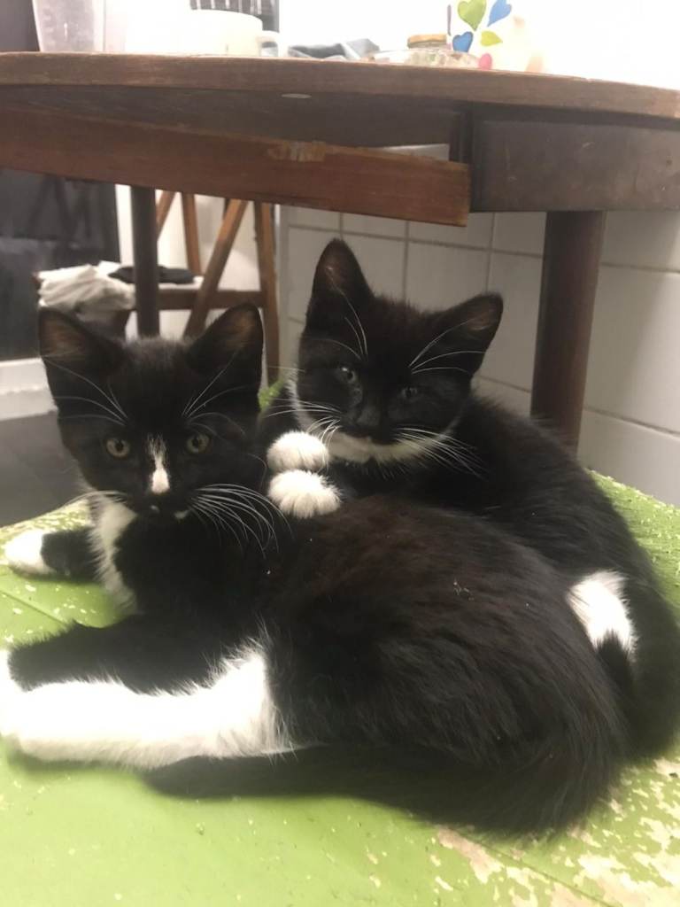 3 beautiful kittens