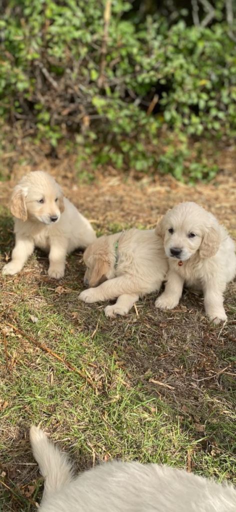 Golden retriever puppy’s