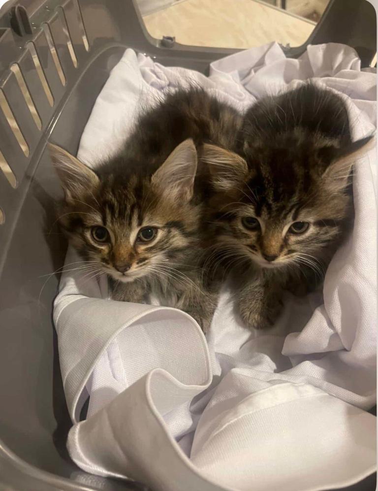 8 week old Cute and Beautiful Kittens