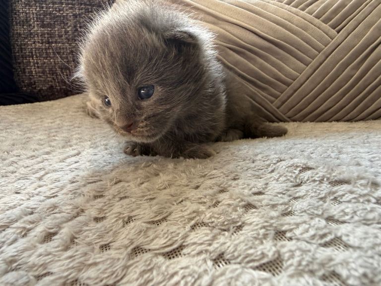 ✨🐾Stunning long haired domestic kittens 