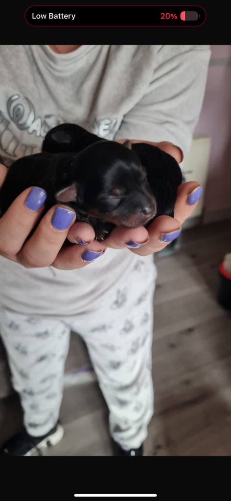 image for MINIATURE YORKSHIRE TERRIER PUPS