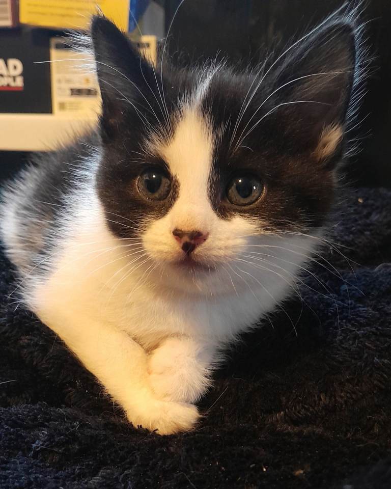  tuxedo kittens 