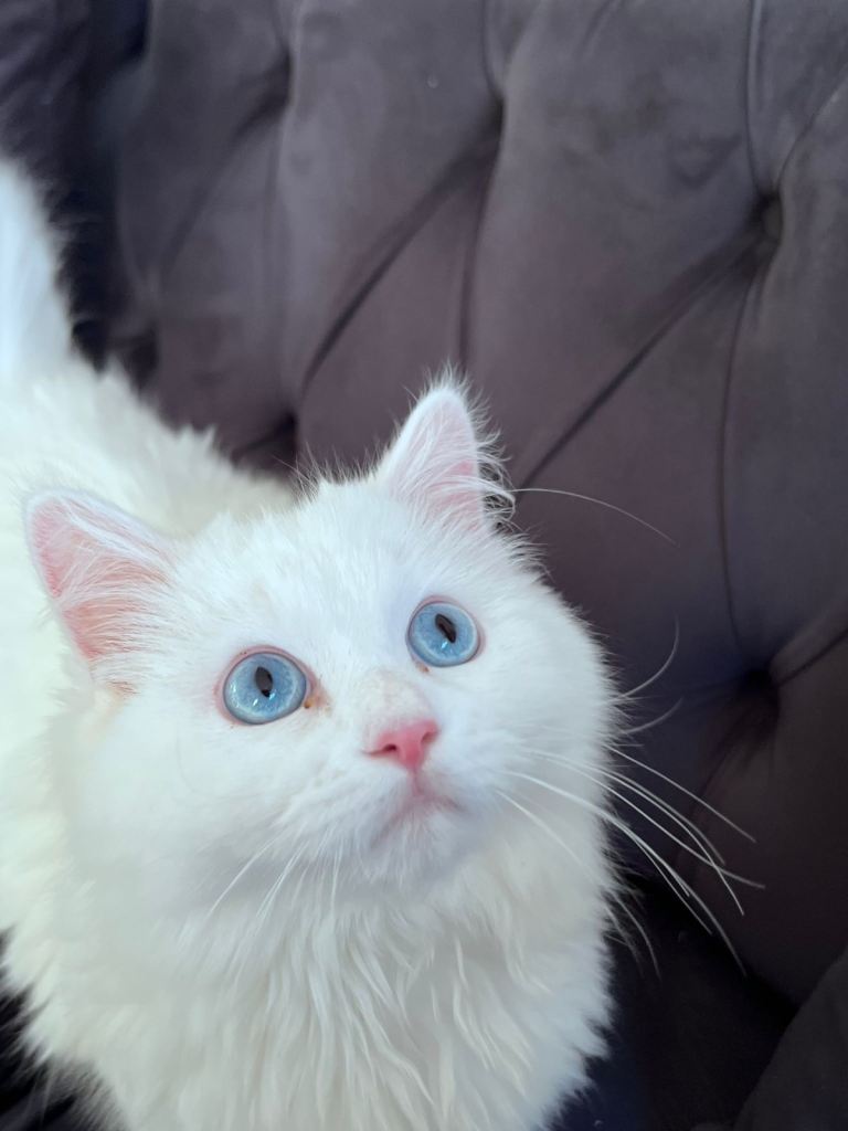 Persian White kitten